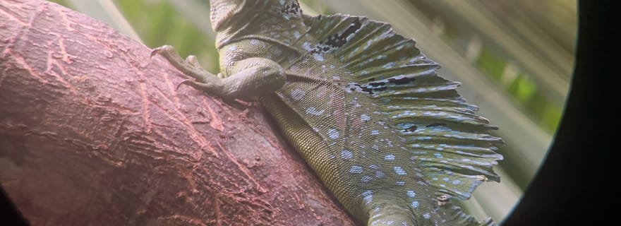 Puerto Limón : parc national de Cahuita et canal de Tortuguero