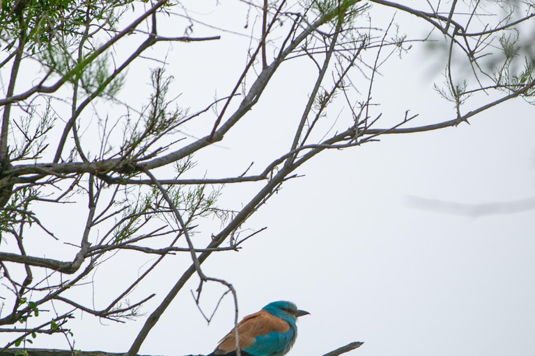 رحلة بالسيارة على الطرق الوعرة إلى ديفيد غاريجا والجبال الملونة