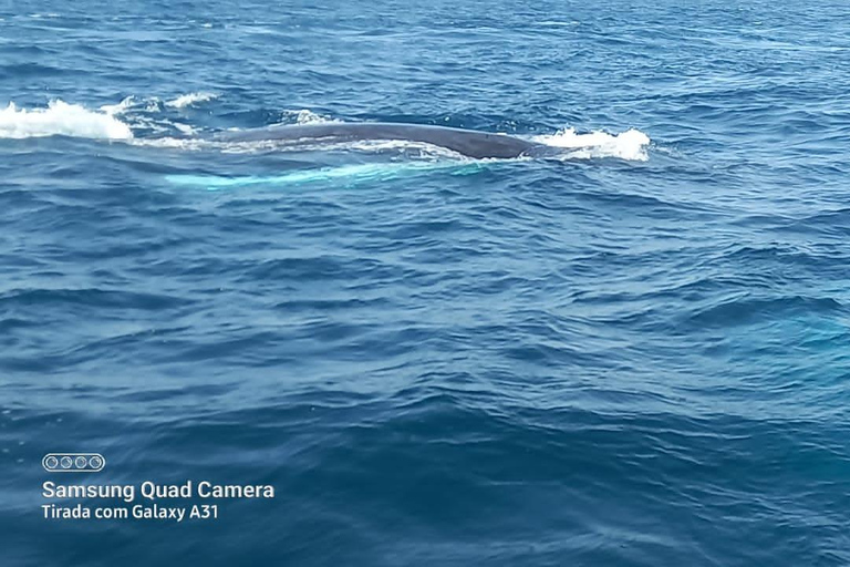 Whale watching tour SEASONAL