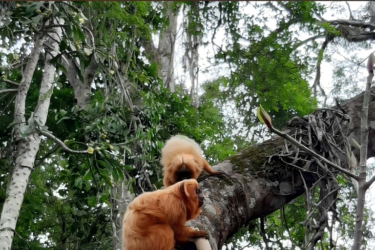 Teresópolis : circuit découverte de la faune de la forêt atlantiqueTeresópolis : Excursion à la découverte de la faune de la forêt atlantique