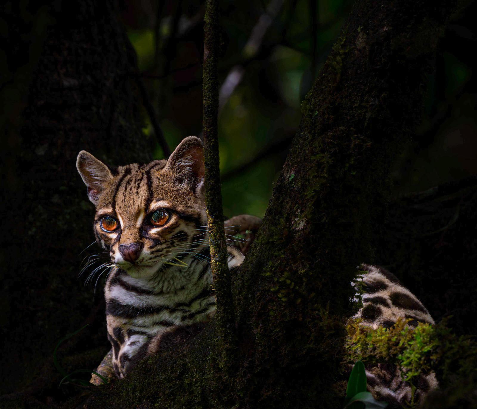 Monteverde: Nachttour in Stadtnähe, leichte Wanderung, kleine Gruppe, Beobachtung von Wildtieren