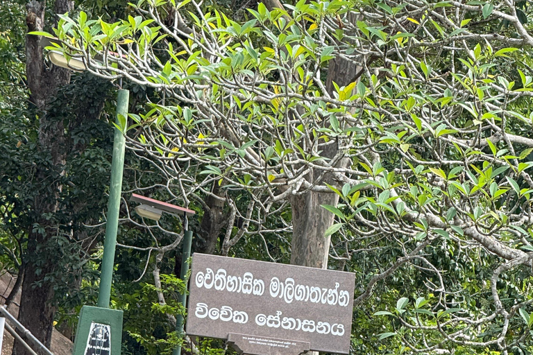 From Colombo: Cave Temples, Jungle Trek & Waterfall Swim