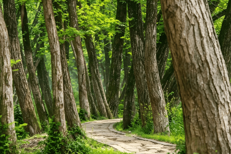 Hangzhou Xixi Wetland: Off the Beaten Path Rowboat & Stroll