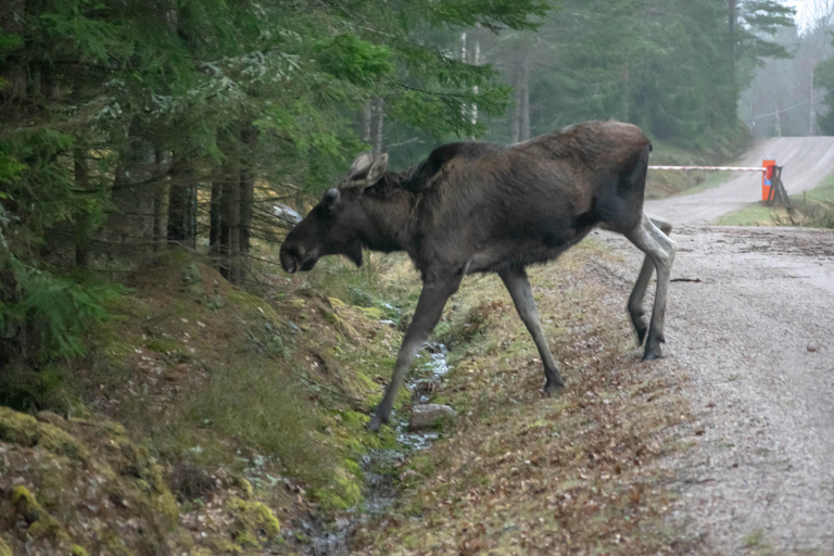 Safari nella natura con cena al fuoco da Helsinki