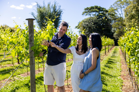 Costa Dorada: Cata de vinos +Hop on Hop off autobús turístico al monte TamborineCata de vinos de la montaña Tamborine y tour con paradas libres GC