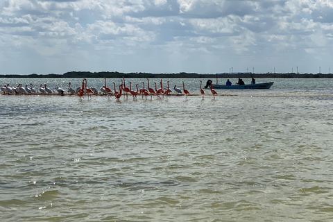 Flamingo Classic: Rio Lagartos and Las Coloradas