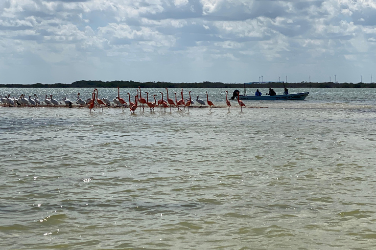 Flamingo Classic: Rio Lagartos and Las Coloradas