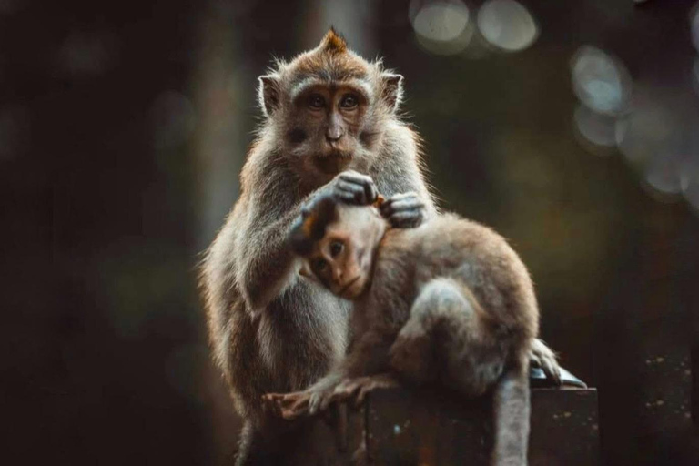 Monte Batur: avventura in jeep all'alba con opzioni di tour a UbudGiro in jeep all'alba + foresta delle scimmie (con trasferimento dall'hotel)