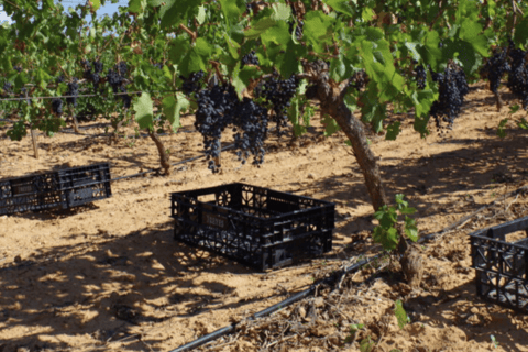 Requena: Bodegas Nodus Winery Tour and Wine Tasting
