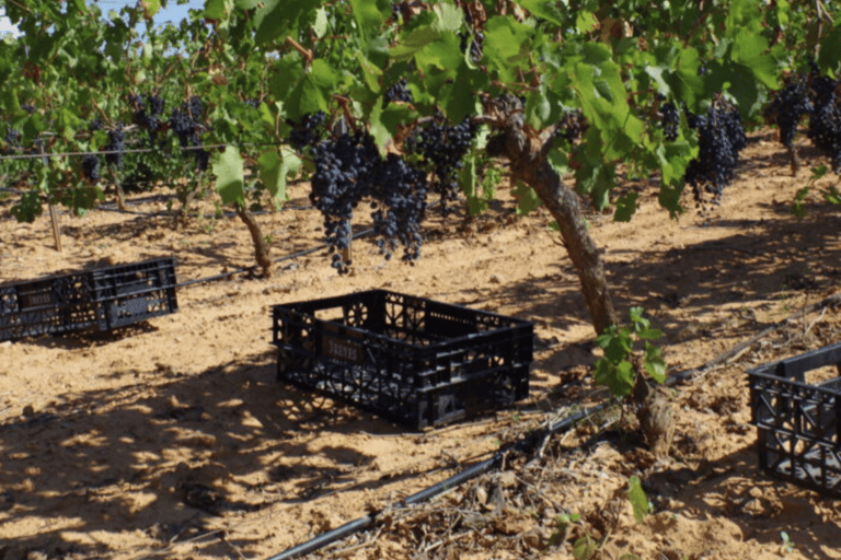 Requena: Bodegas Nodus Winery Tour and Wine Tasting