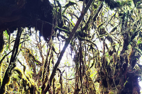 Private Guided Mossy Forest Tour & Malaysia Transfer
