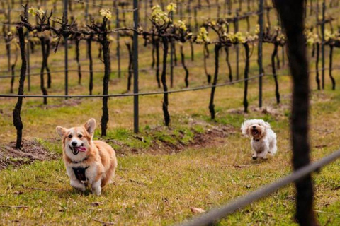 Brisbane: Picnic in the Vines