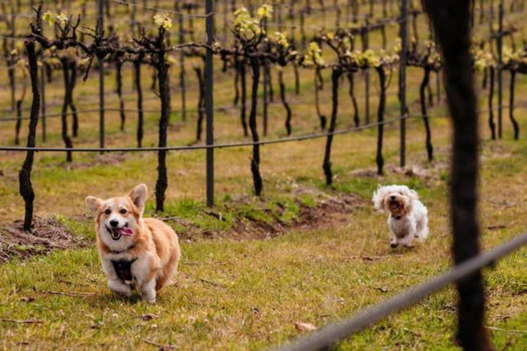 Brisbane : Pique-nique dans les vignes