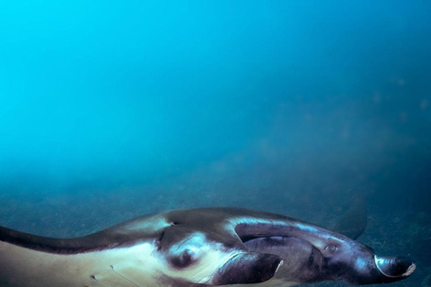 Bali: Private Snorkeling at Manta Point Nusa Penida Round Transfer Bali Island