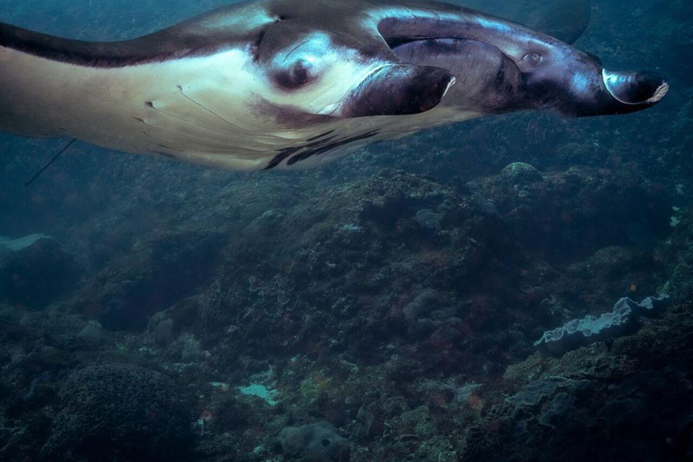 Bali: Private Snorkeling at Manta Point Nusa Penida Round Transfer Bali Island