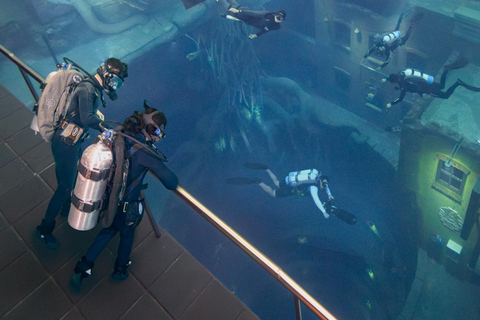 迪拜：Deep Dive 水下漫步之旅（无需证书）白金级水肺潜水，包括长视频和设施参观