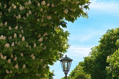 From Frankfurt: 7-Day Germany, Austria, & Switzerland Tour