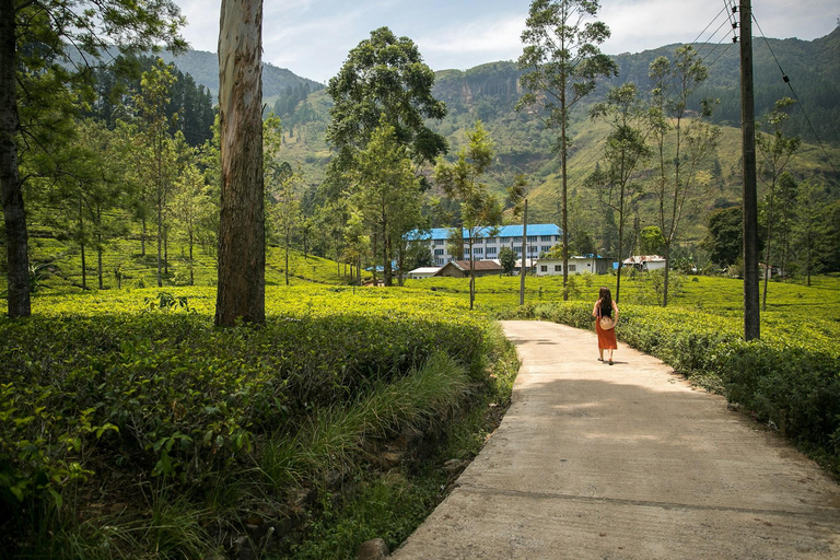 Kandy: Private Tuk Tuk Tour with Tea Tasting & Village Visit