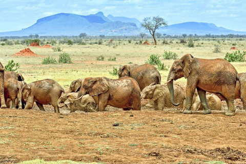 Från Mombasa: 5 dagars safari i Tsavo East, West och Saltlick Lodge