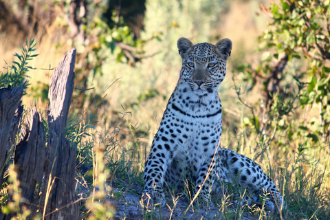 4-dniowe safari na kempingu w Tarangire, Serengeti i Ngorongoro