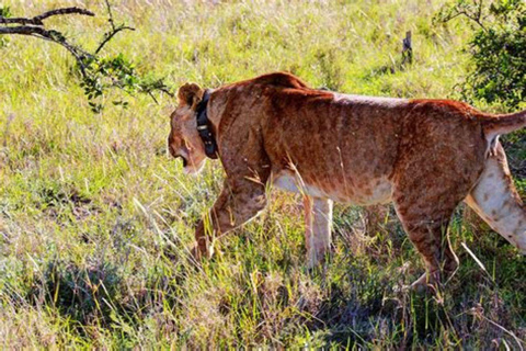 From Nairobi: Ol Pejeta Conservancy Day Trip with Game Drive