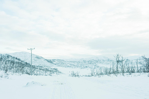 Tromsø: Dog Sledding Tour