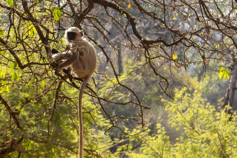 Spot Tigers and other wild of Ranthambore on a Day-Same Tour Ranthambore day trip with local guide full day + naturalist