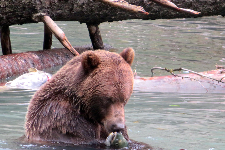Campbell River: Grizzly Bear Expedition with Lunch