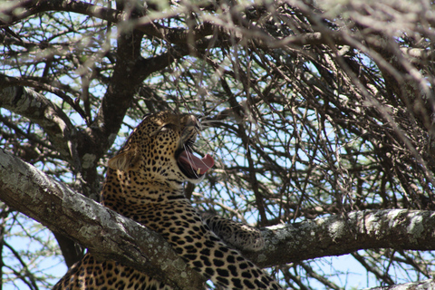 Arusha: 3-Day Safari to Tarangire, Lake Manyara, and …