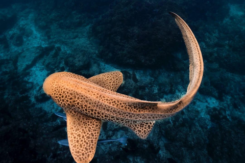 Scuba Diving in Muscat