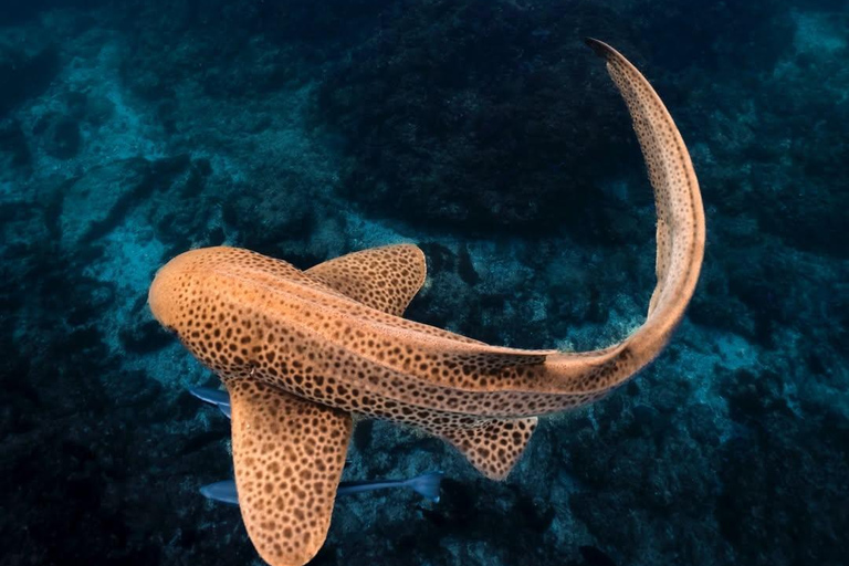 Scuba Diving in Muscat
