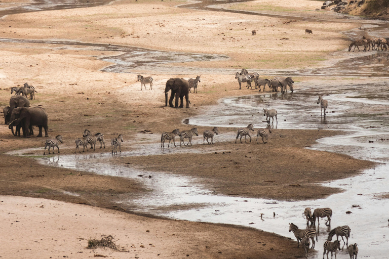 Safári de dois dias em Tarangire e na cratera de NgorongoroGrupo privado com acomodação em acampamento de luxo médio