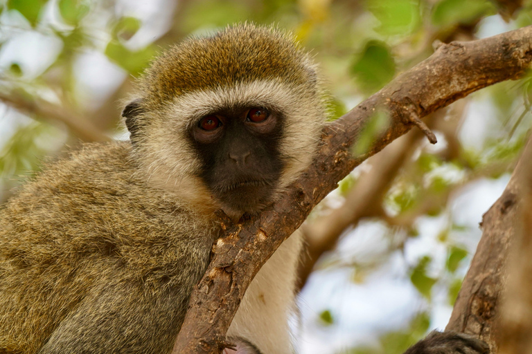 Zanzibar : safari de 4 jours dans le Tarangire, le Serengeti et le Ngorongoro