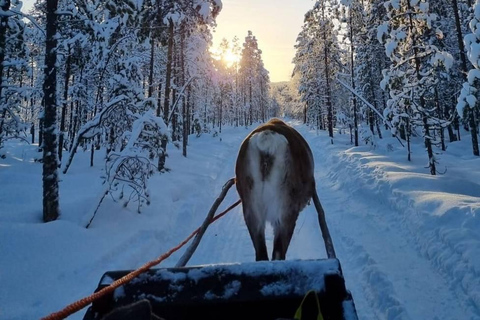 Rovaniemi: Reindeer Farm & Arctic Experience and Photos