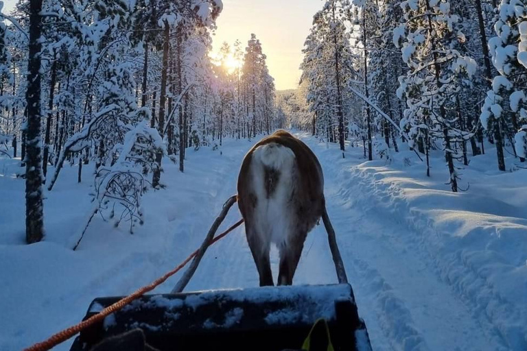 Rovaniemi: Reindeer Farm & Arctic Experience and Photos