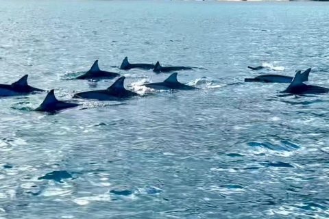 Excursion inégalée avec les dauphins sur la plage de la Preneuse, Ile MauriceExcursion inégalée avec des dauphins sur la plage de La Preneuse, à l'île Maurice
