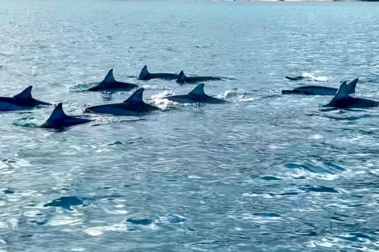 Ongeëvenaarde dolfijnentocht op het strand van La Preneuse , MauritiusOngeëvenaarde dolfijnentocht op het strand van La Preneuse, Mauritius