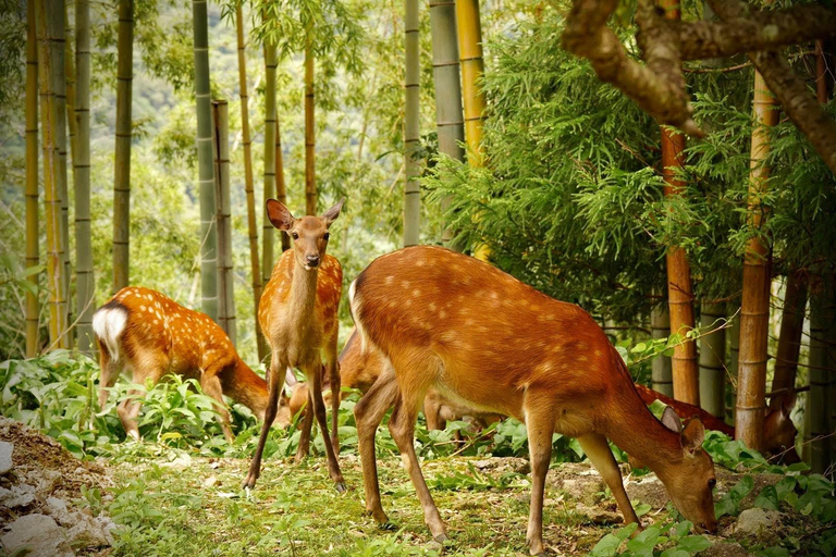 Guided Wakayama Heritage & Forest Trails with Hotel Pickup