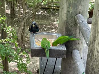 Cartagena : Visite du parc national de la volière avec prise en charge à l'hôtel