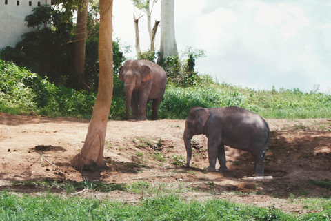 Luang Prabang: Almosengabe am Morgen &amp; Bootsfahrt zu den Pak Ou-Höhlen