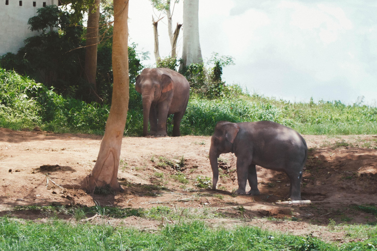 Luang Prabang: Almosengabe am Morgen &amp; Bootsfahrt zu den Pak Ou-Höhlen