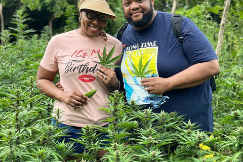 Visite d&#039;une ferme de marijuanaDe Falmouth/ Trelawny