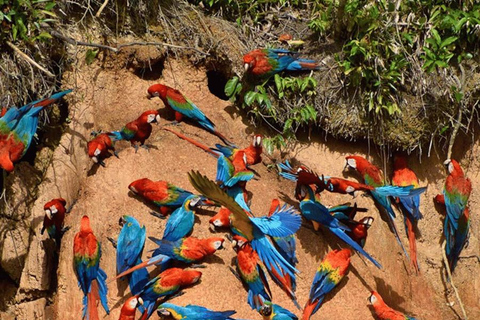 Puerto Maldonado: Collpa Chuncho 2-Day Jungle Tour