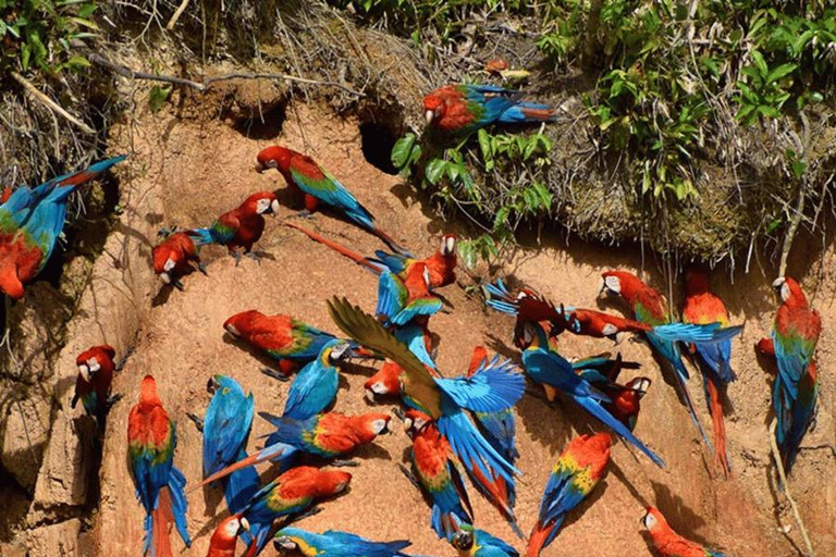 Puerto Maldonado: Collpa Chuncho 2-Day Jungle Tour