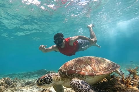 Cebu: Oslob Whale Shark & Sardine Run Snorkeling Day Tour - Image 2