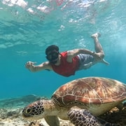 Cebu: Oslob Whale Shark & Sardine Run Snorkeling Day Tour