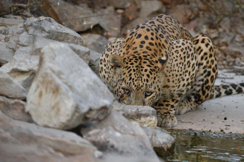 Jaipur: Jhalana/amagarh Leopard Safari