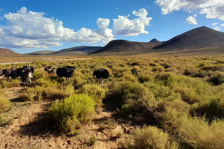 Cape Town Aquilla big sunset safari With transport & food aquila sunset bestseller