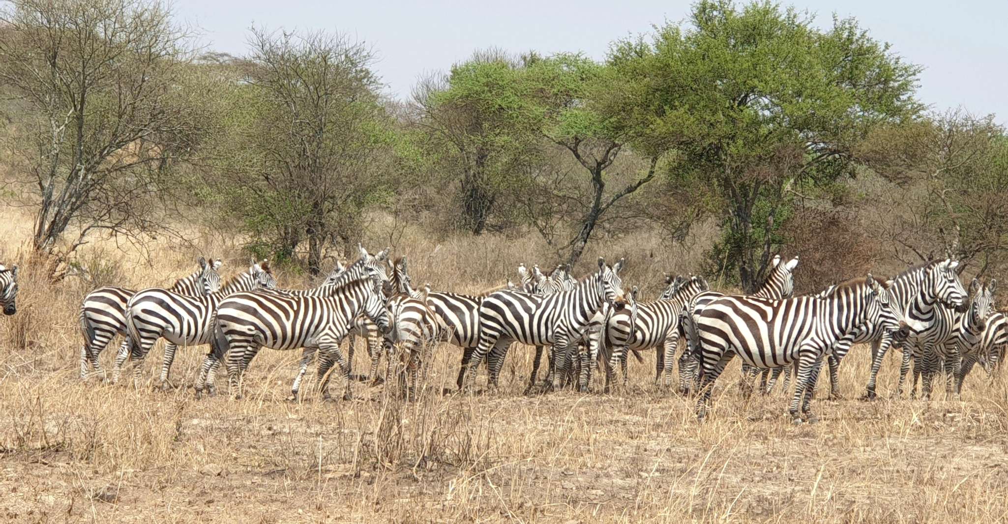 5 days Tanzania small group sharing safari - Housity