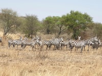 5 jours en Tanzanie en petit groupe partageant safari - Housity